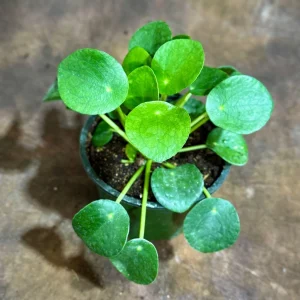 Chinese Money Plant Live Plant - Pilea Peperomioides - 4