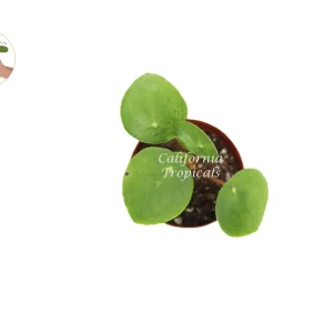 Chinese Money Plant Live Plant - Pilea Peperomioides - 3 Inch Pot - Indoor - Image 2