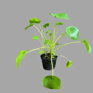Chinese Money Plant Live Plant – Pilea Peperomioides Lucky Houseplant Indoor - Image 3