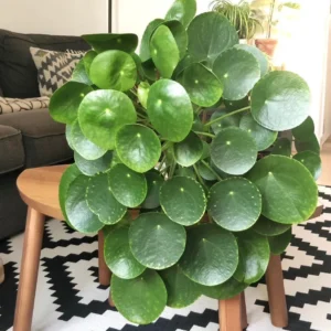 Chinese Money Plant Live Plant – Pilea Peperomioides – 2 inch Pot – Indoor - Image 1