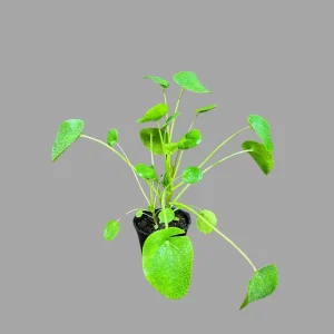Chinese Money Plant Live Plant – Pilea Peperomioides Lucky Houseplant Indoor - Image 4