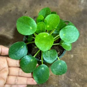 Chinese Money Plant Live Plant - Pilea Peperomioides - 4