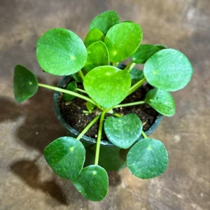 Chinese Money Plant Live Plant - Pilea Peperomioides - 4
