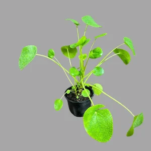 Chinese Money Plant Live Plant – Pilea Peperomioides Lucky Houseplant Indoor - Image 6