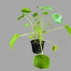 Chinese Money Plant Live Plant – Pilea Peperomioides Lucky Houseplant Indoor - Image 1