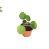 Chinese Money Plant Live Plant Pilea Peperomioides 3 inch Pot Indoor - Image 1
