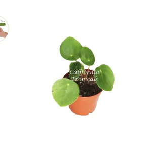 Chinese Money Plant Live Plant Pilea Peperomioides 3 inch Pot Indoor - Image 1