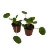 Chinese Money Plant (Pilea Peperomioides) Live Plants – 2 Pack, 2 inch Pots, Indoor - Image 1