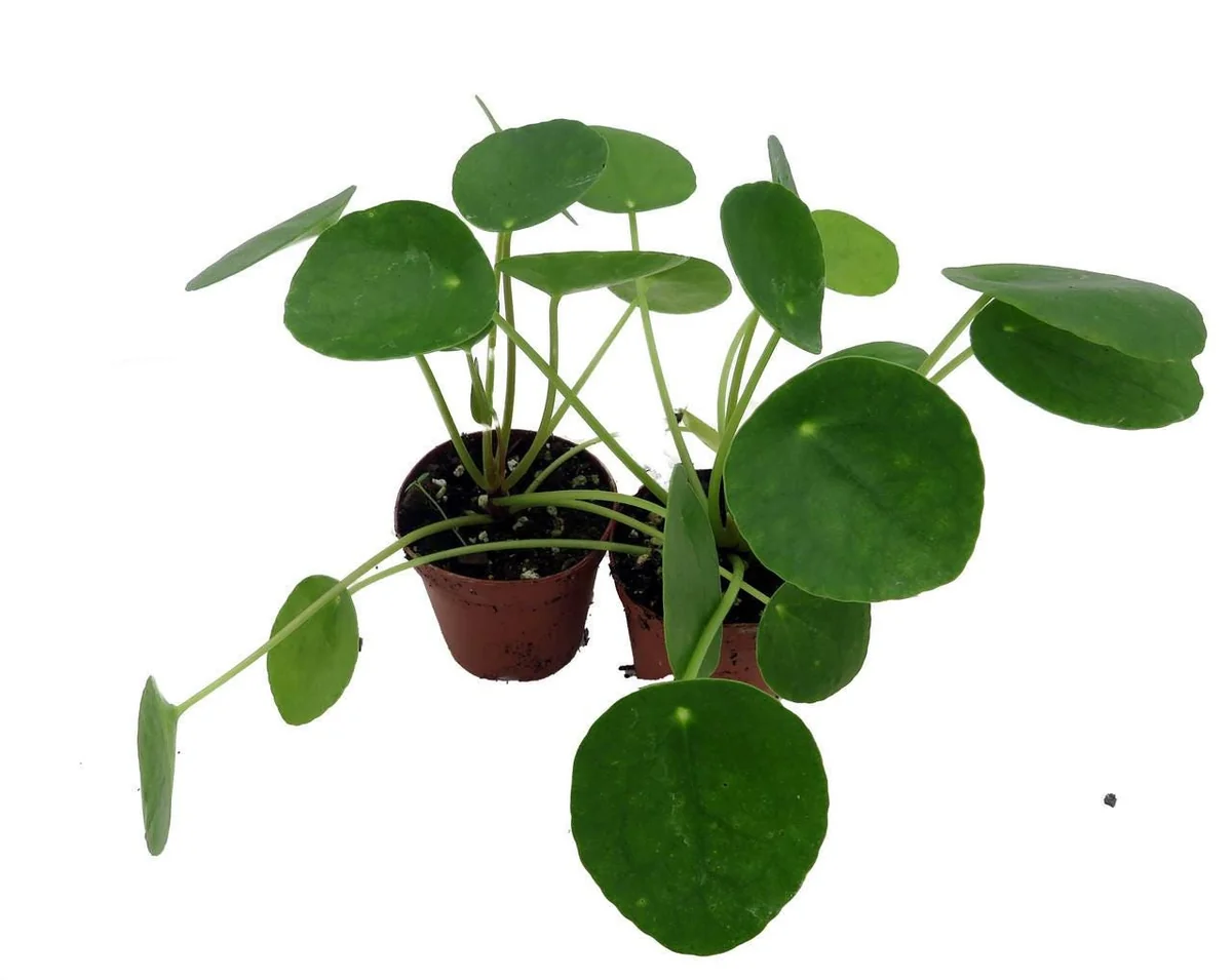 Chinese Money Plant (Pilea Peperomioides) Live Plants – 2 Pack, 2 inch Pots, Indoor - Image 2