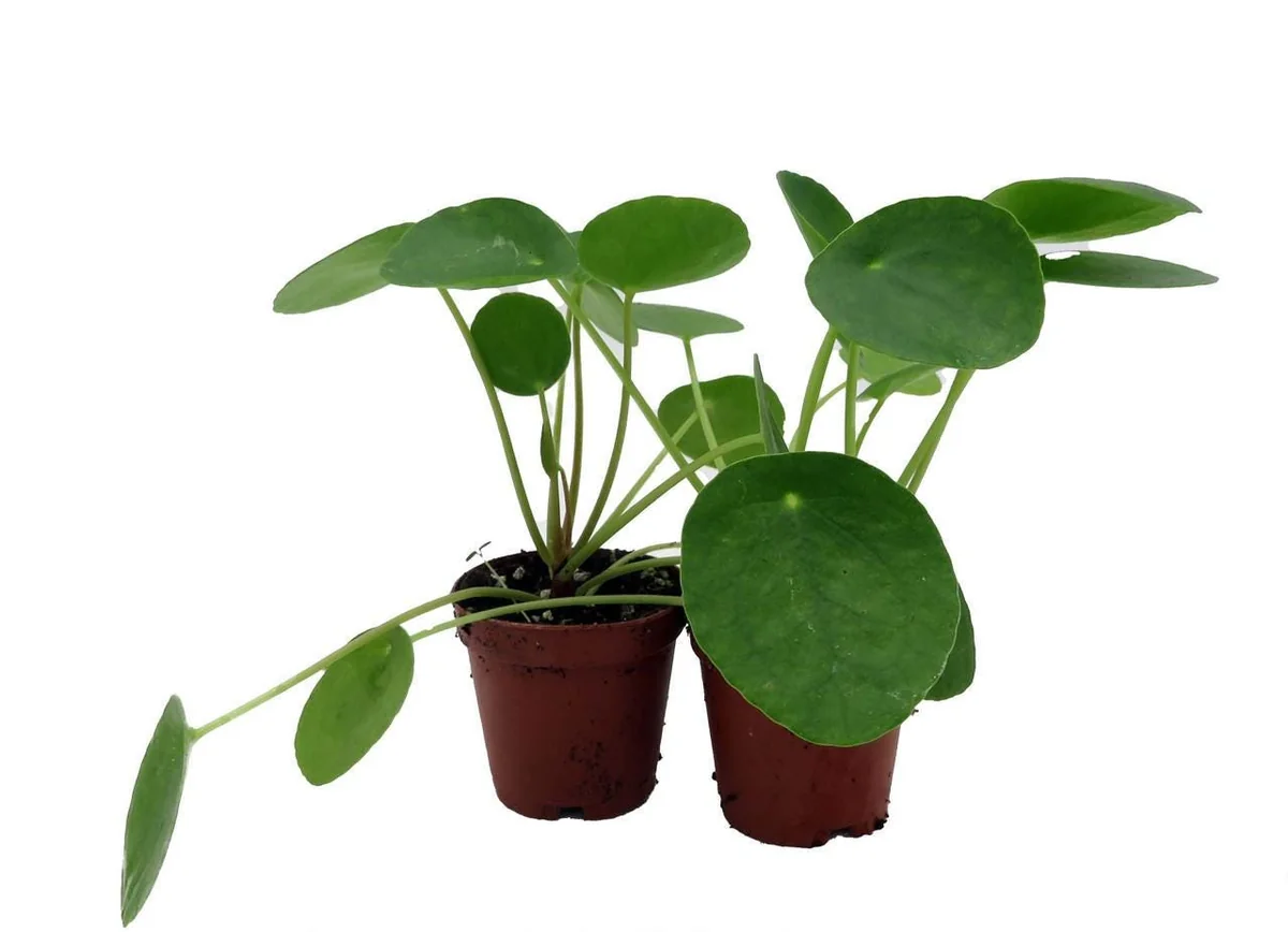 Chinese Money Plant (Pilea Peperomioides) Live Plants – 2 Pack, 2 inch Pots, Indoor - Image 3
