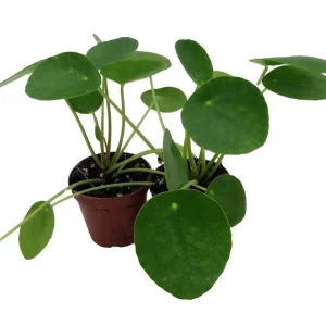 Chinese Money Plant (Pilea Peperomioides) Live Plants – 2 Pack, 2 inch Pots, Indoor - Image 4
