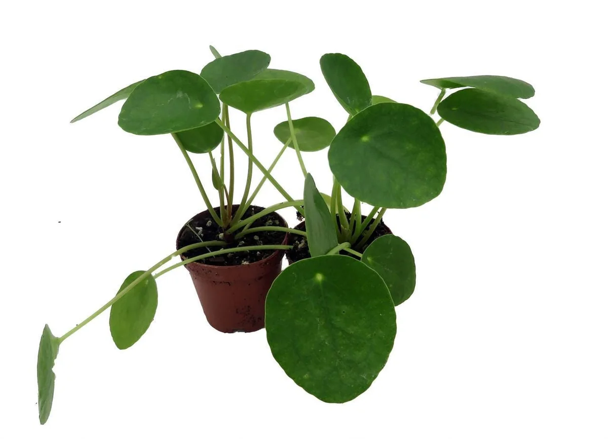 Chinese Money Plant (Pilea Peperomioides) Live Plants – 2 Pack, 2 inch Pots, Indoor - Image 4