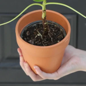 Chinese Money Plant - Pilea Peperomioides Live Plant - 3 inch Nursery Pot - Indoor Houseplant - Image 6