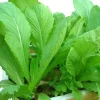 Chinese Mustard Green Seeds - Gai Choy Vegetable Seeds - 2000 Count - Annual - Image 1