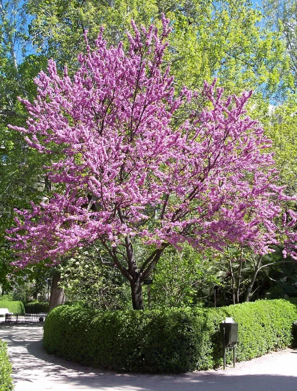 Chinese Redbud Seeds (Cercis chinensis) - 50 Seed Pack - Flowering Tree, Outdoor - Image 2
