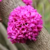 Chinese Redbud Seeds (Cercis chinensis) - 50 Seed Pack - Flowering Tree, Outdoor - Image 1