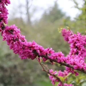 Chinese Redbud Seeds (Cercis chinensis) - 50 Seed Pack - Flowering Tree, Outdoor - Image 3