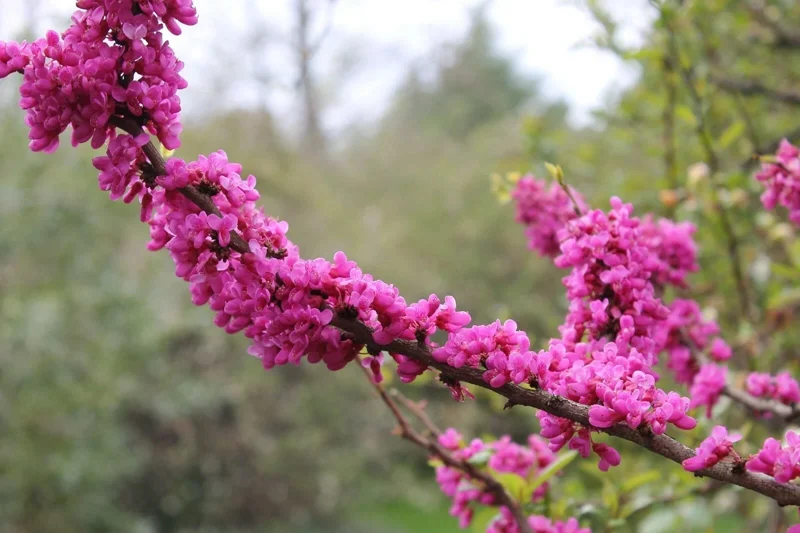 Chinese Redbud Tree Seeds (Cercis chinensis) - 50 Seed Pack - Outdoor - Flowering - Image 3