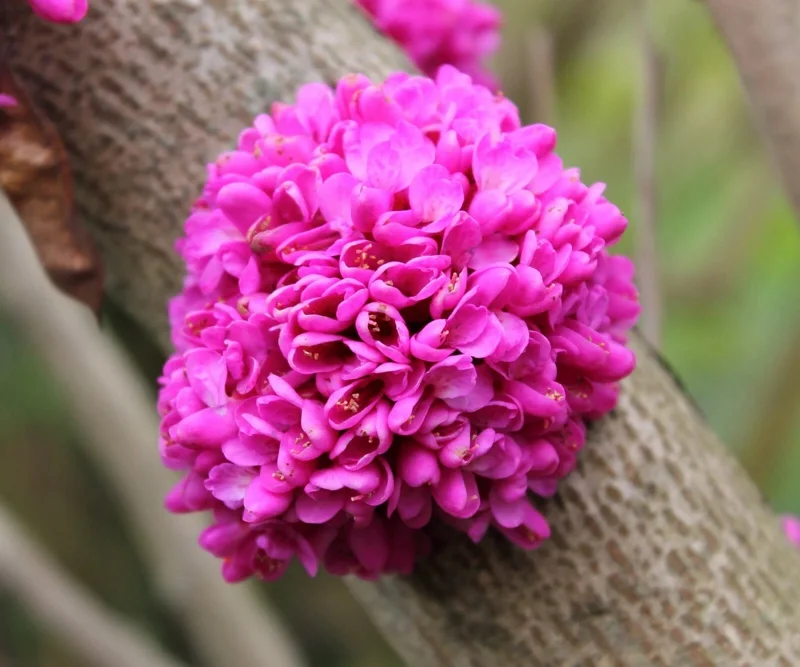 Chinese Redbud Tree Seeds (Cercis chinensis) - 50 Seed Pack - Outdoor - Flowering - Image 1