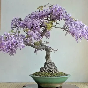 Chinese Wisteria Bonsai Tree Seeds - 10 Rare Flowering Purple Climbing Seeds - Image 1