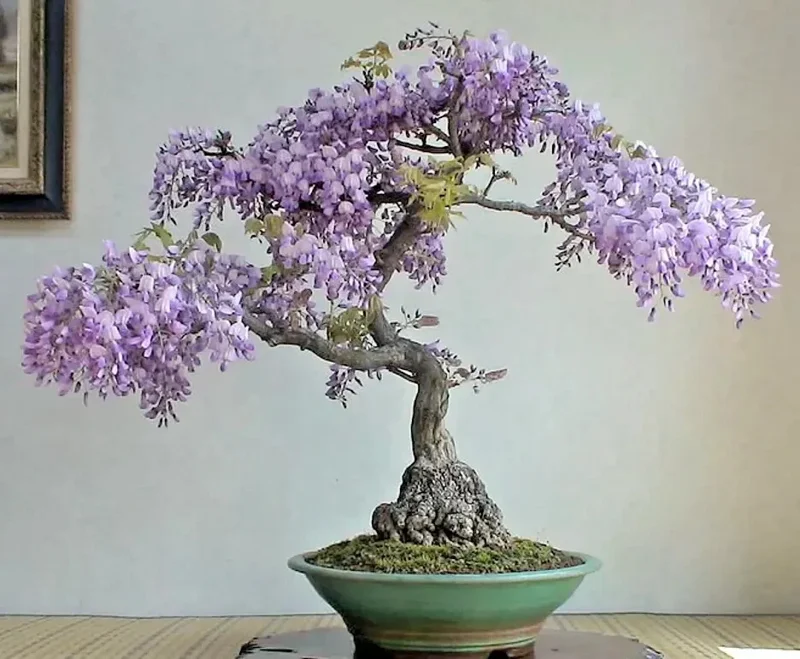 Chinese Wisteria Bonsai Tree Seeds - 10 Rare Flowering Purple Climbing Seeds - Image 1