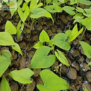 Chinese Yam Live Plants - Shan Yao Dioscorea Opposita - 3-Pack - Climbing Vine - Image 10