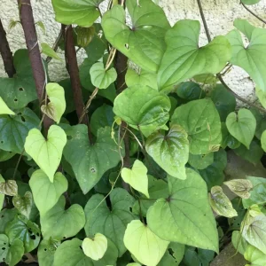 Chinese Yam Live Plants - Shan Yao Dioscorea Opposita - 3-Pack - Climbing Vine - Image 11