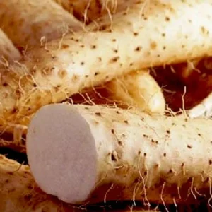 Chinese Yam Live Plants - Shan Yao Dioscorea Opposita - 3-Pack - Climbing Vine - Image 3