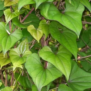 Chinese Yam Live Plants - Shan Yao Dioscorea Opposita - 3-Pack - Climbing Vine - Image 4