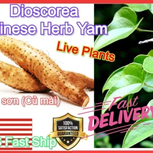 Chinese Yam Live Plants - Shan Yao Dioscorea Opposita - 3-Pack - Climbing Vine - Image 8