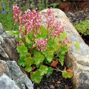 Chiquita Coral Bells Live Plant - Heuchera - 2.5