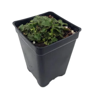 Chiquita Coral Bells Live Plant - Heuchera - 2.5" Pot - Shade Perennial - Image 1