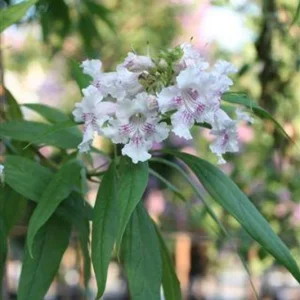 Chitalpa Tashkentensis 'Morning Cloud' Live Tree, 3ft Tall, 3 Gallon Pot, Outdoor - Image 2