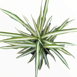 Chlorophytum Comosum 'Spider Plant' Live Houseplant - Easy Care Indoor Plant - Image 4