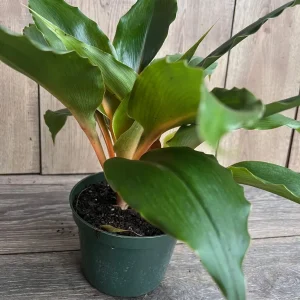 Chlorophytum 'Mandarin Orange' Live Plant – 6 inch Potted Houseplant - Image 3