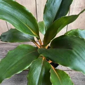 Chlorophytum 'Mandarin Orange' Live Plant – 6 inch Potted Houseplant - Image 5