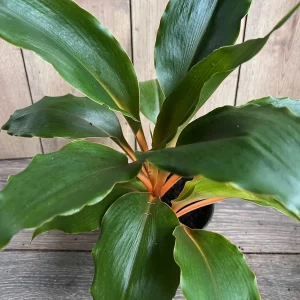 Chlorophytum 'Mandarin Orange' Live Plant – 6 inch Potted Houseplant - Image 6