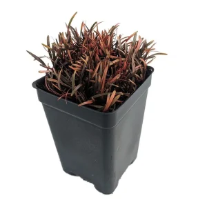 Chocolate Bar Plant - Carex berggrenii Live Plant - 2.5