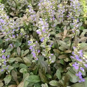 Chocolate Chip Ajuga Live Plant – 3.5 Inch Pot – Deer Resistant Ground Cover - Image 3
