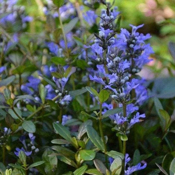 Chocolate Chip Ajuga Live Plant – Carpet Bugle Groundcover – 4 inch Pot - Image 3