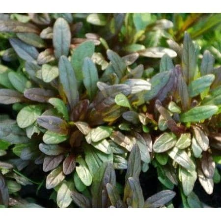 Chocolate Chip Ajuga Live Plant – Carpet Bugle Groundcover – 4 inch Pot - Image 4