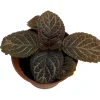 Chocolate Cream Flame Violet Episcia Live Plant - 2.5 inch Pot - Great House Plant - Image 1
