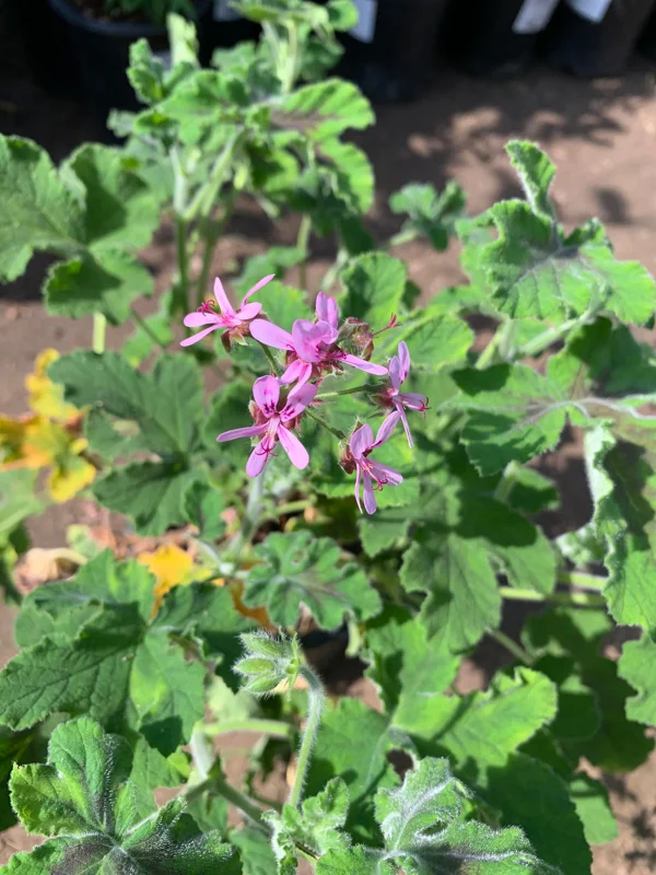 Chocolate Mint Geranium Live Plant - 1 Gallon Pot - Outdoor - Image 2