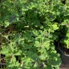 Chocolate Mint Geranium Live Plant - 1 Gallon Pot - Outdoor - Image 1