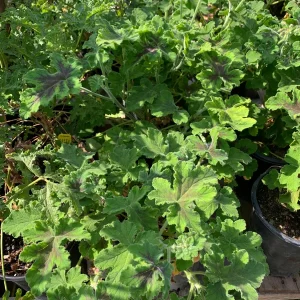 Chocolate Mint Geranium Live Plant - 1 Gallon Pot - Outdoor - Image 1