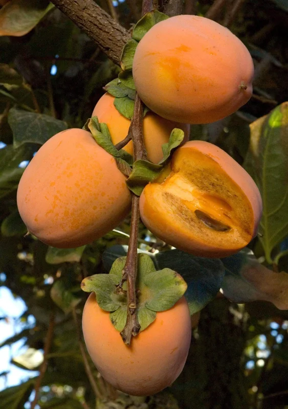 Chocolate Persimmon Tree Live Plant – Grafted Fruit Tree – 2-3 Feet Tall – Ship in 3 Gallon Pot - Image 1