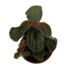 Chocolate Pilea Live Plant – Dark Foliage Houseplant – 2.5 inch Pot – Indoor - Image 1