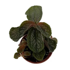 Chocolate Pilea Live Plant – Dark Foliage Houseplant – 2.5 inch Pot – Indoor - Image 1