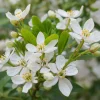 Choisya Ternata Mexican Orange Blossom Shrub - Fragrant White Flowers - Live Plant - Image 1