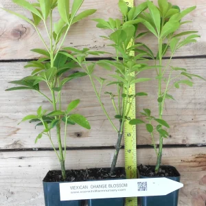 Choisya Ternata Mexican Orange Blossom Shrub - Fragrant White Flowers - Live Plant - Image 2